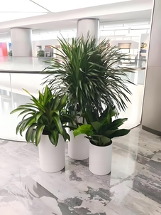 北仑绿植租摆公司